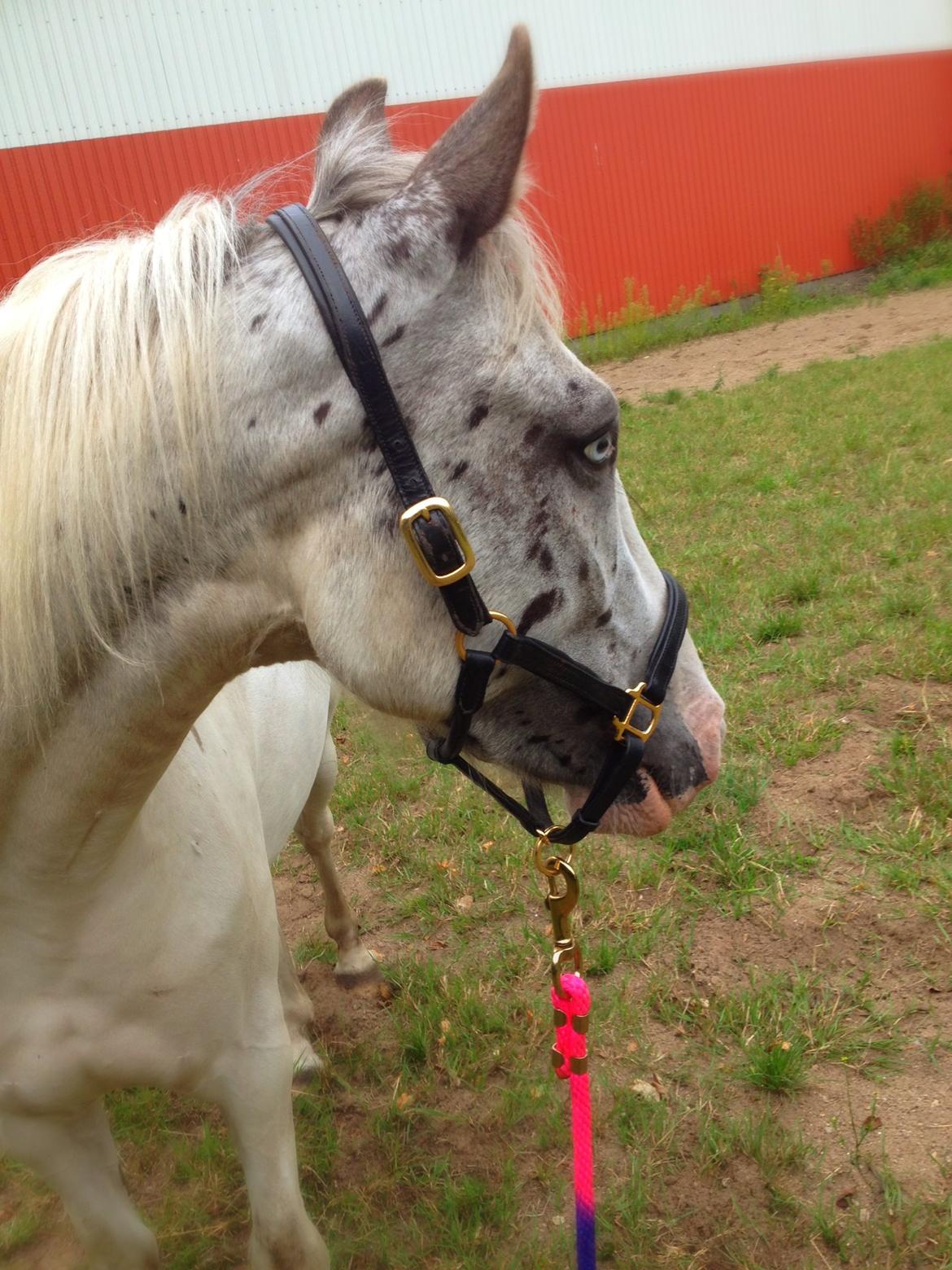 Anden særlig race Malik - Lille mand:). billede 2