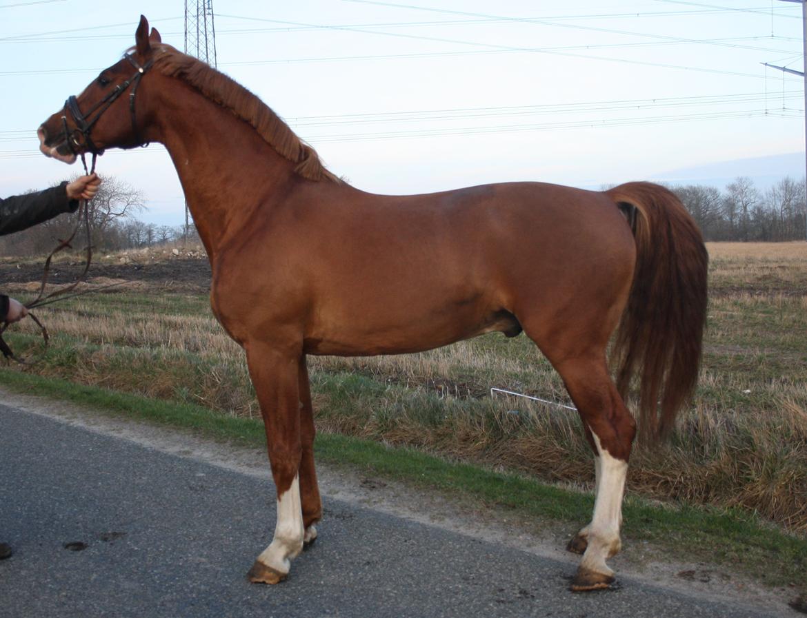 Frederiksborg Elstedgaards Bolero billede 16