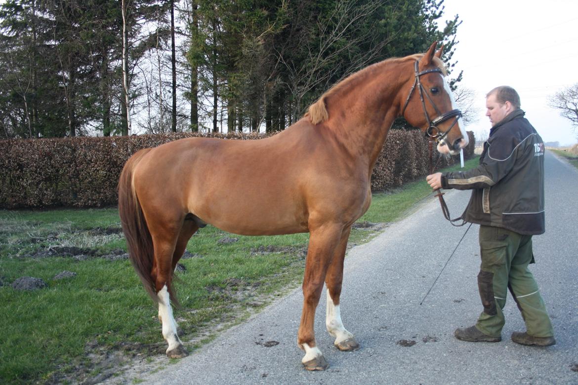 Frederiksborg Elstedgaards Bolero billede 18