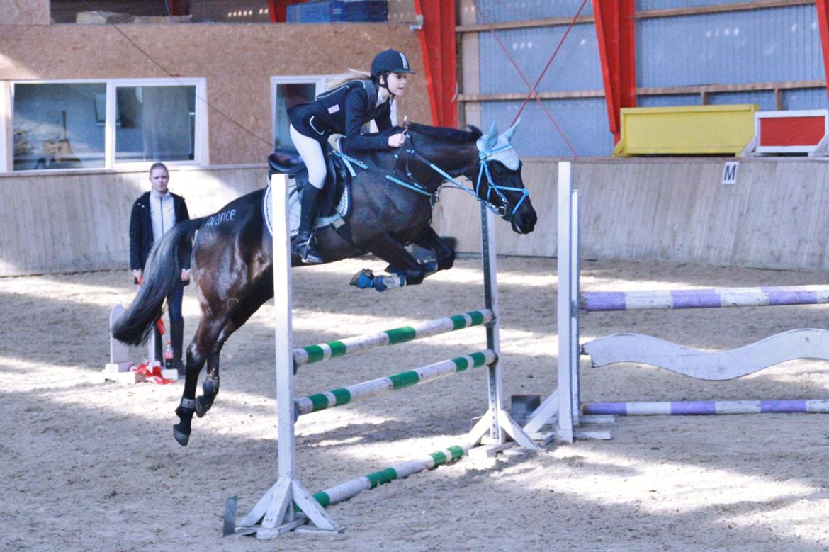 Anden særlig race Agerhøjgårds Avance billede 1