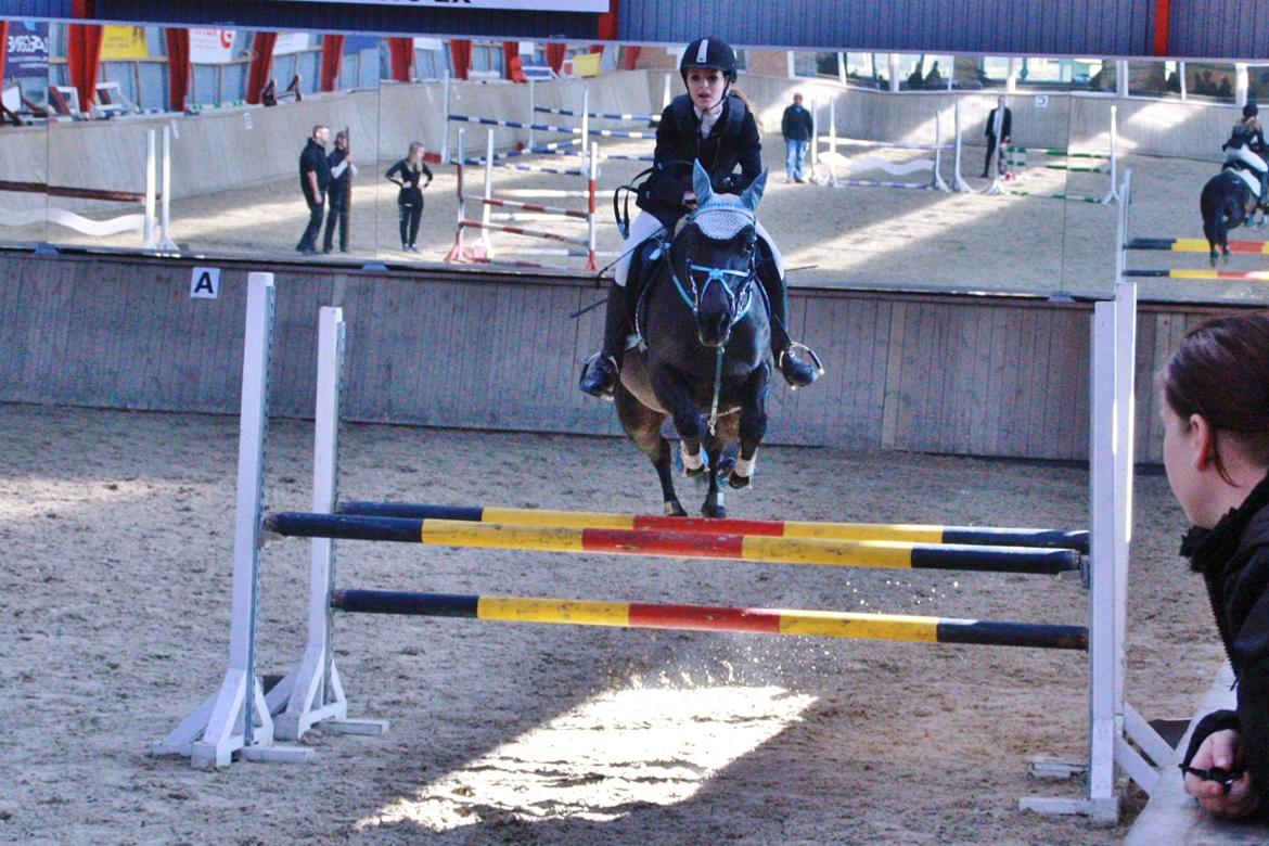 Anden særlig race Agerhøjgårds Avance billede 7