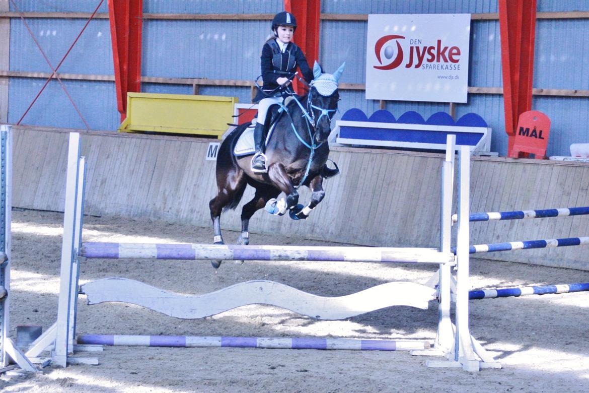 Anden særlig race Agerhøjgårds Avance billede 9