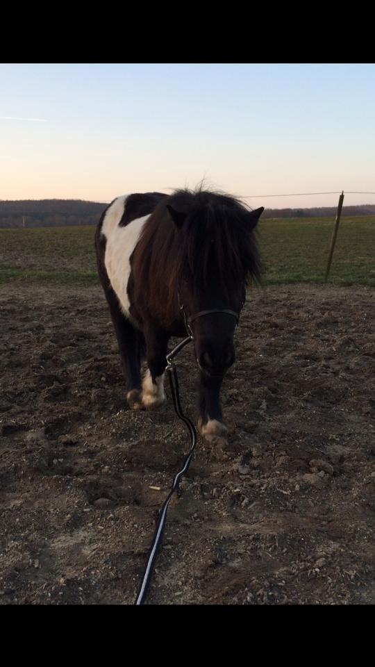 Shetlænder Vadehavets Figero *solgt* - Marts 2014 billede 14