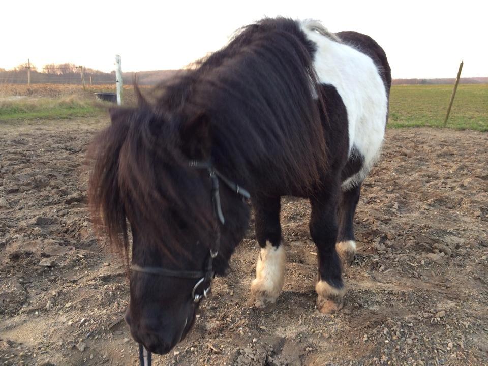 Shetlænder Vadehavets Figero *solgt* - Marts 2014 billede 4