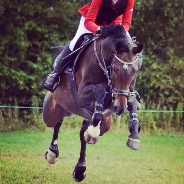 Hollandsk Varmblod Cavour billede 1