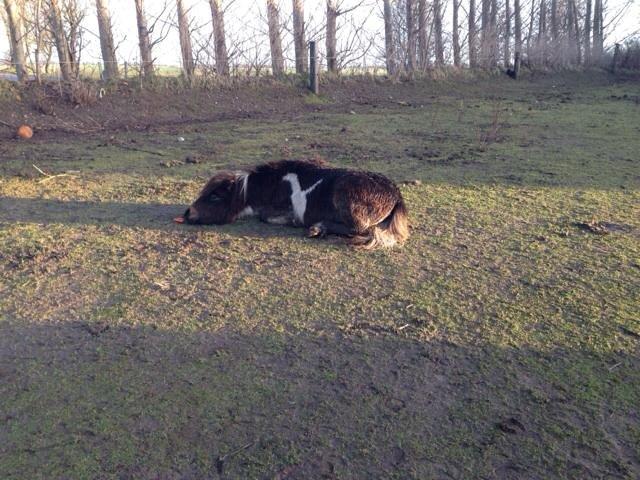 Shetlænder Bellis Merci *solgt* - Januar 2014 billede 6