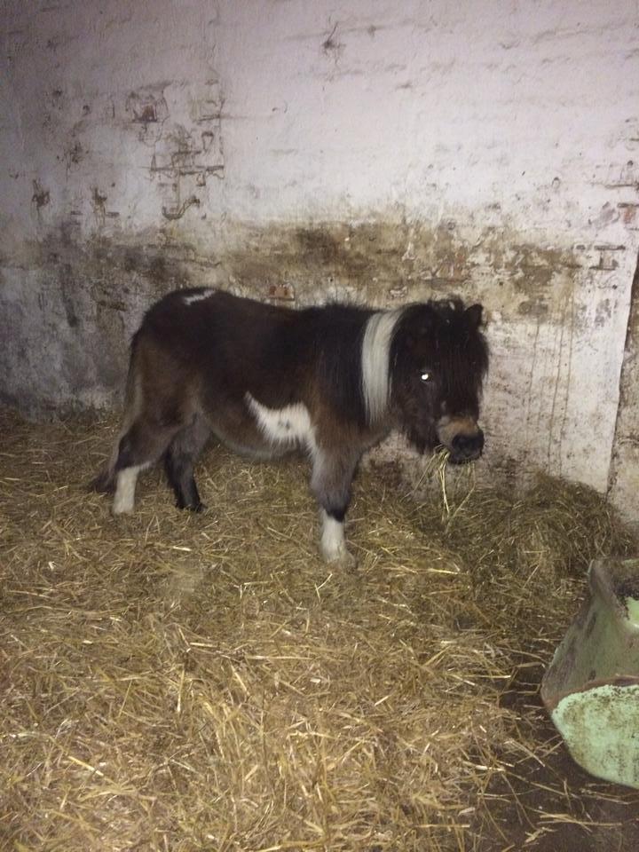 Shetlænder Bellis Merci *solgt* - Februar 2014 billede 16