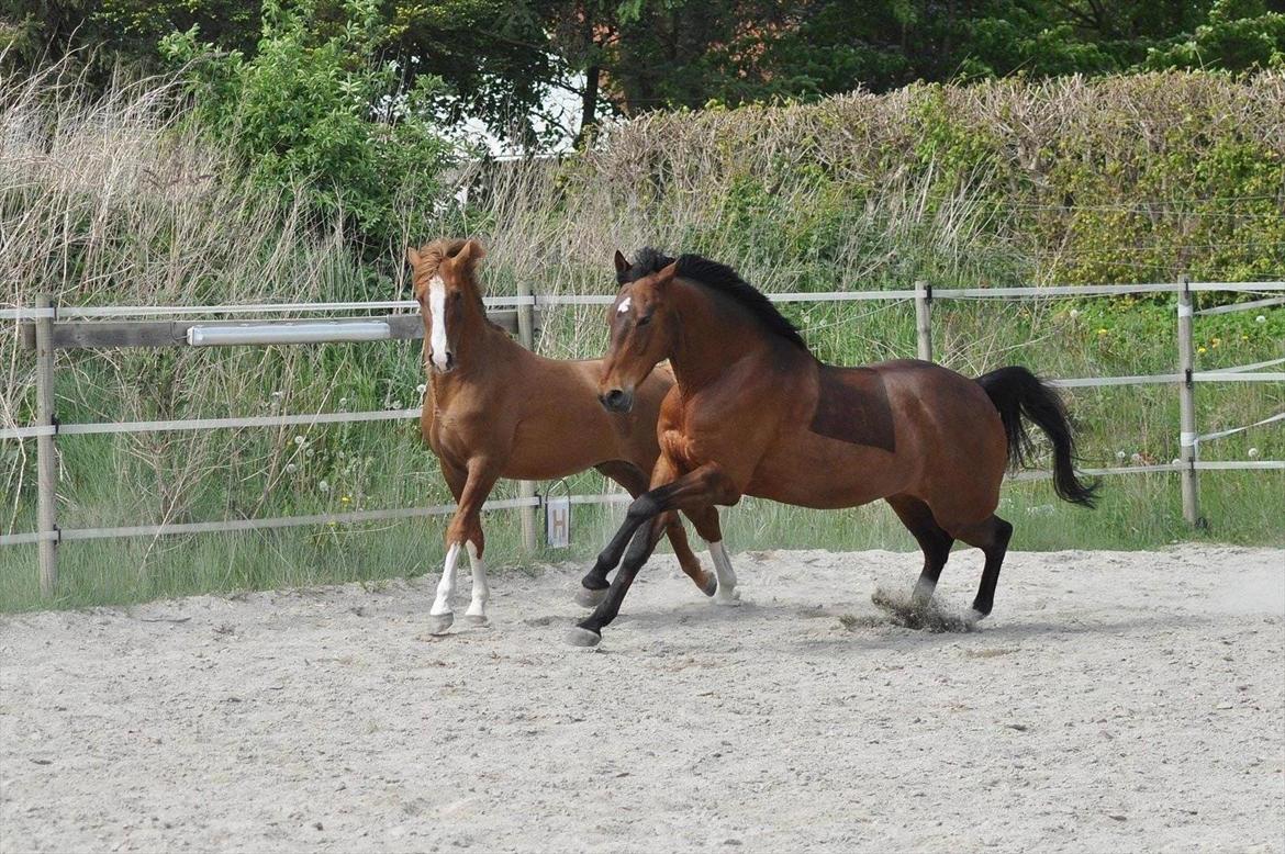 Anden særlig race ARAGON - Leg på banen med pony "hingsten" Sir Shearer! billede 5