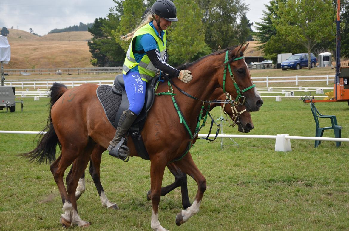 Arabisk fuldblod (OX) Aspen Hills Karma - Mållinjen efter mit første 80km ridt :-) billede 1