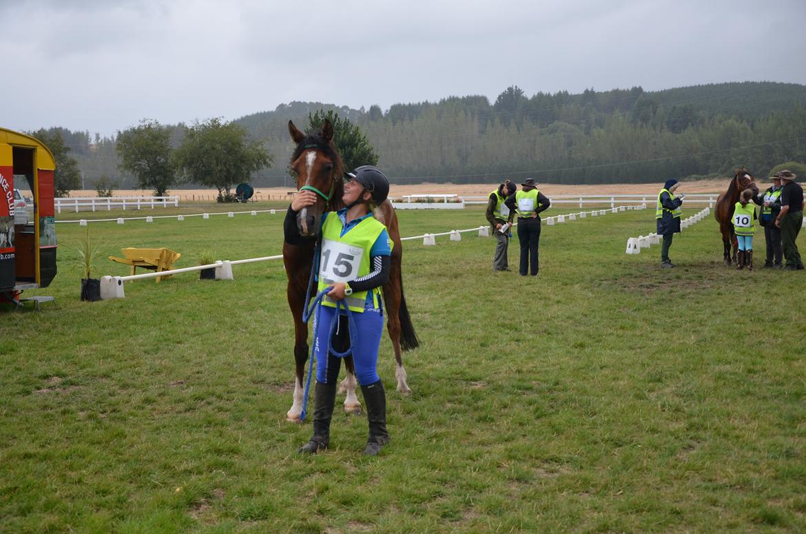 Arabisk fuldblod (OX) Aspen Hills Karma - Glad gennem sidste dyrlæge tjek til North Island Cahmps 2014 :-) billede 4