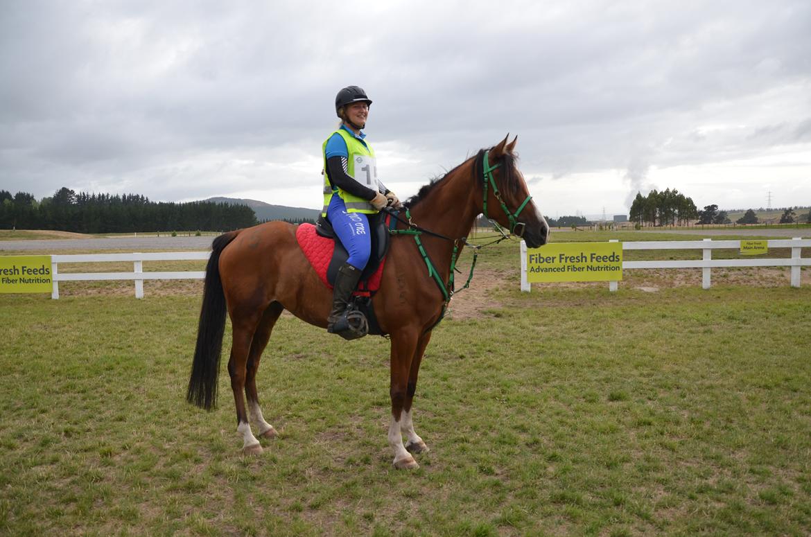 Arabisk fuldblod (OX) Aspen Hills Karma billede 2