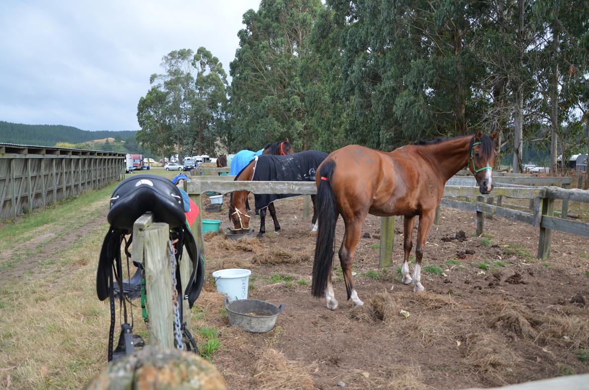 Arabisk fuldblod (OX) Aspen Hills Karma billede 5