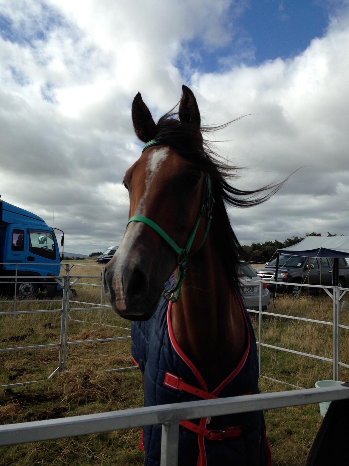 Arabisk fuldblod (OX) Aspen Hills Karma billede 6