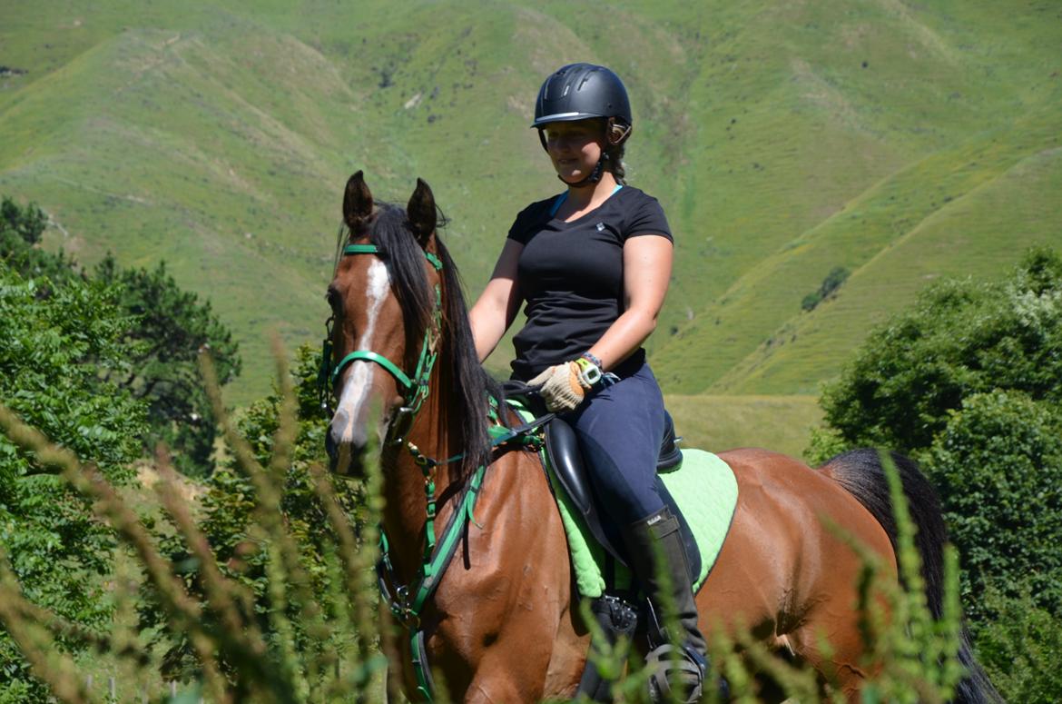 Arabisk fuldblod (OX) Aspen Hills Karma billede 7