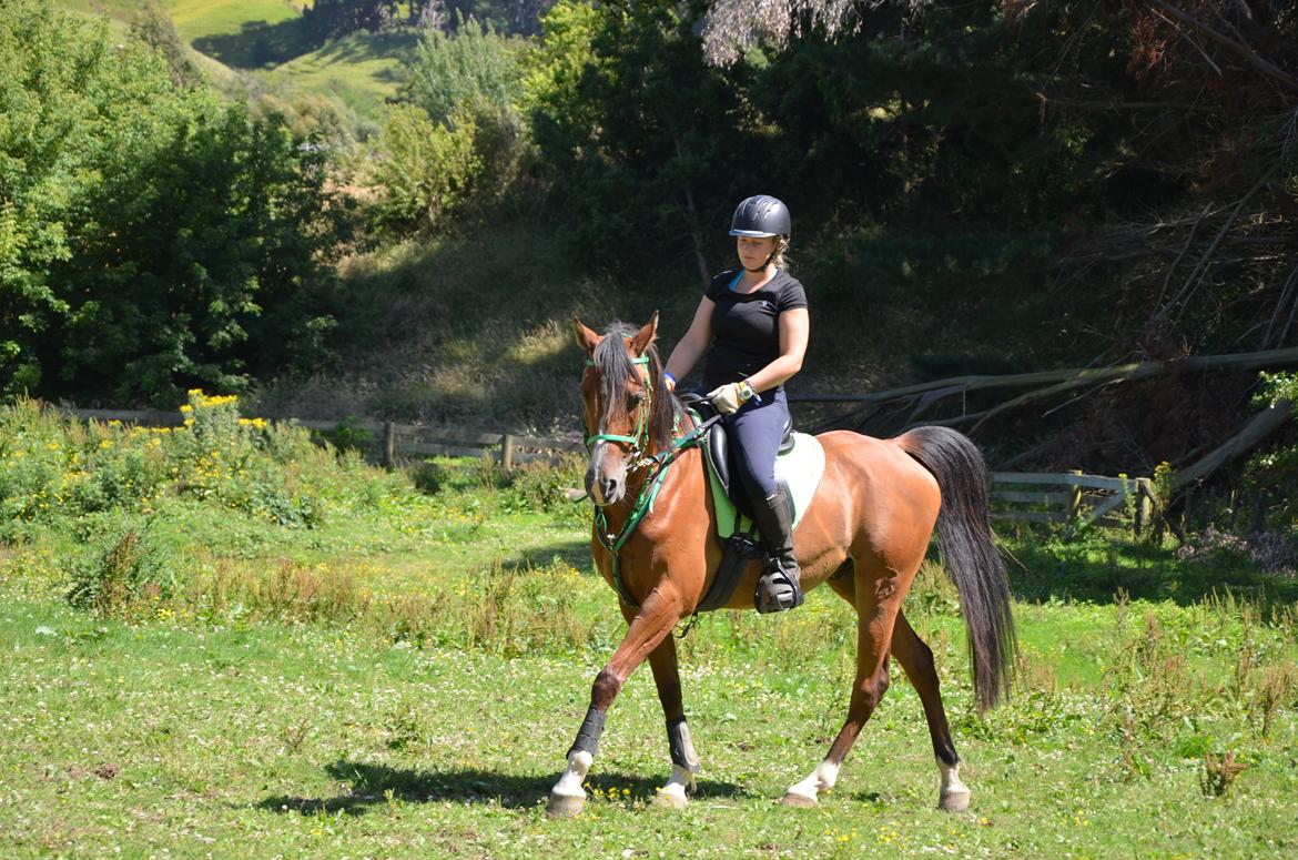 Arabisk fuldblod (OX) Aspen Hills Karma billede 8