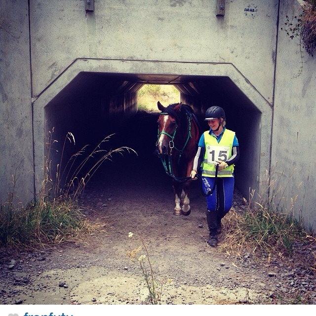 Arabisk fuldblod (OX) Aspen Hills Karma - Under farlig tunnel ved ridt i Taupo :-) billede 3