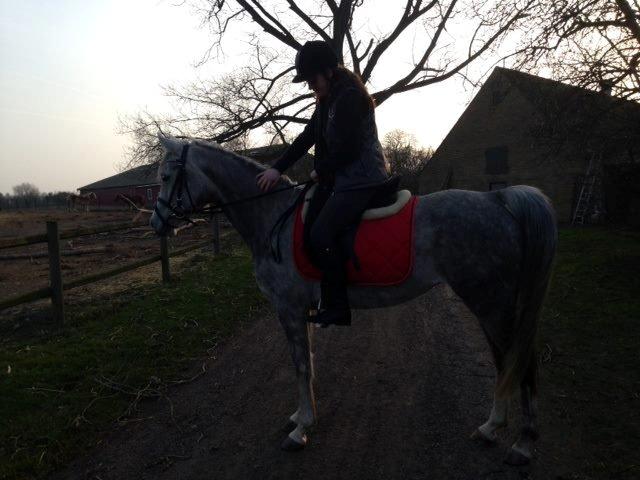 Arabisk fuldblod (OX) Cassie OX billede 2