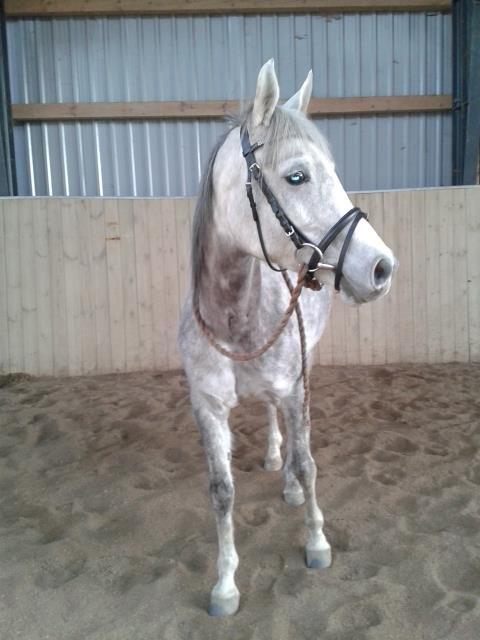 Arabisk fuldblod (OX) Cassie OX billede 6