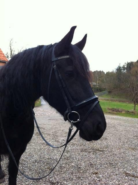 Frieser Freja billede 6