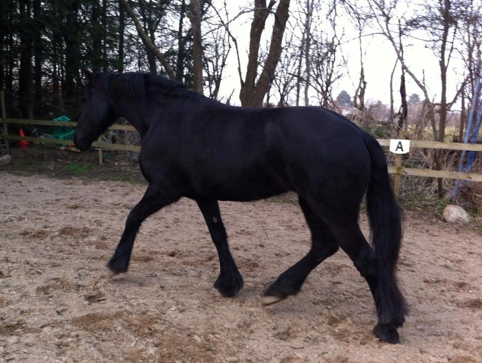 Frieser Freja billede 7