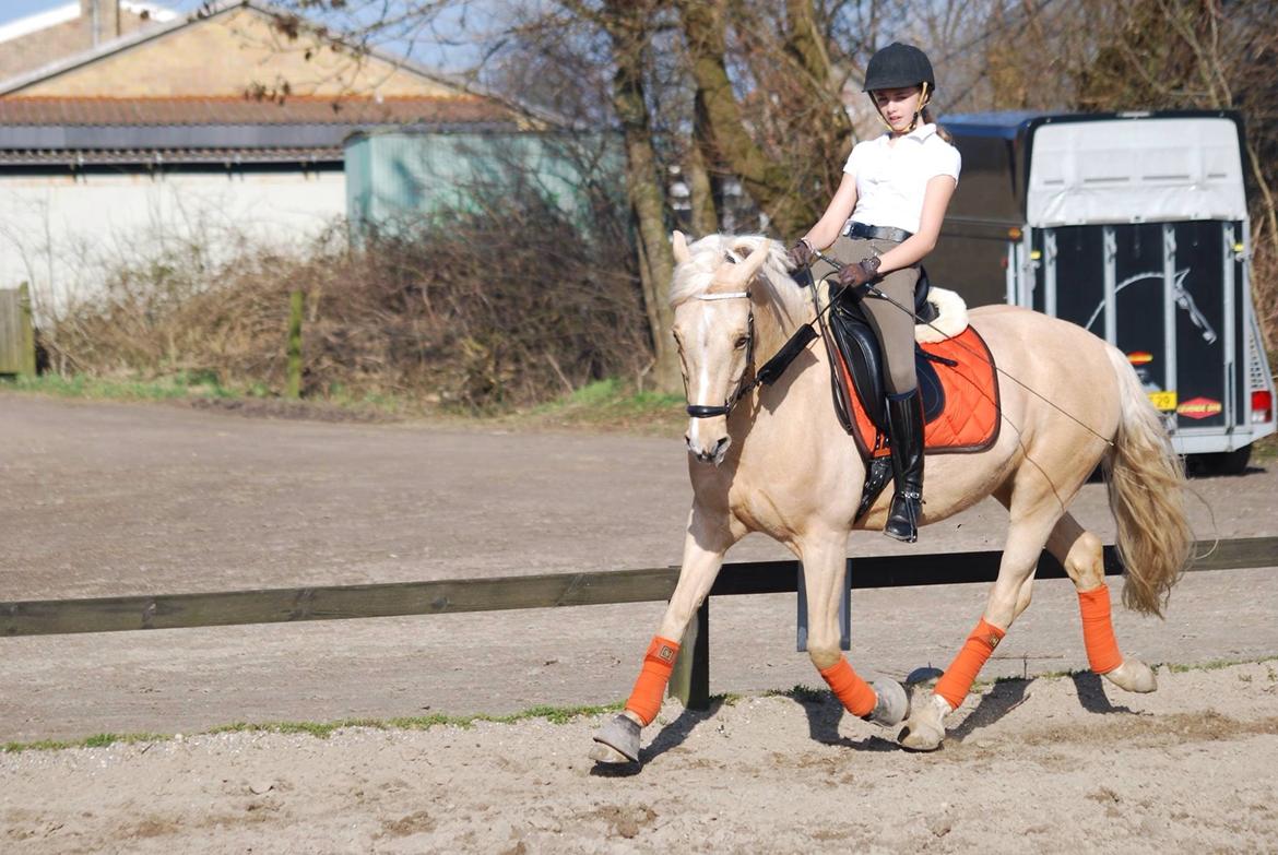 Tysk Sportspony Golden Dream billede 9
