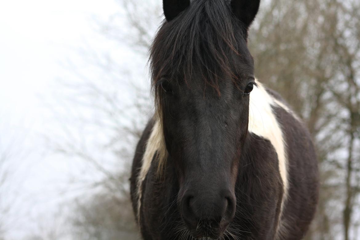 Welsh Cob (sec D) / Pinto - Skovbjerggårds Lucky Girl (SOLGT) - 10. marts 2014 billede 10