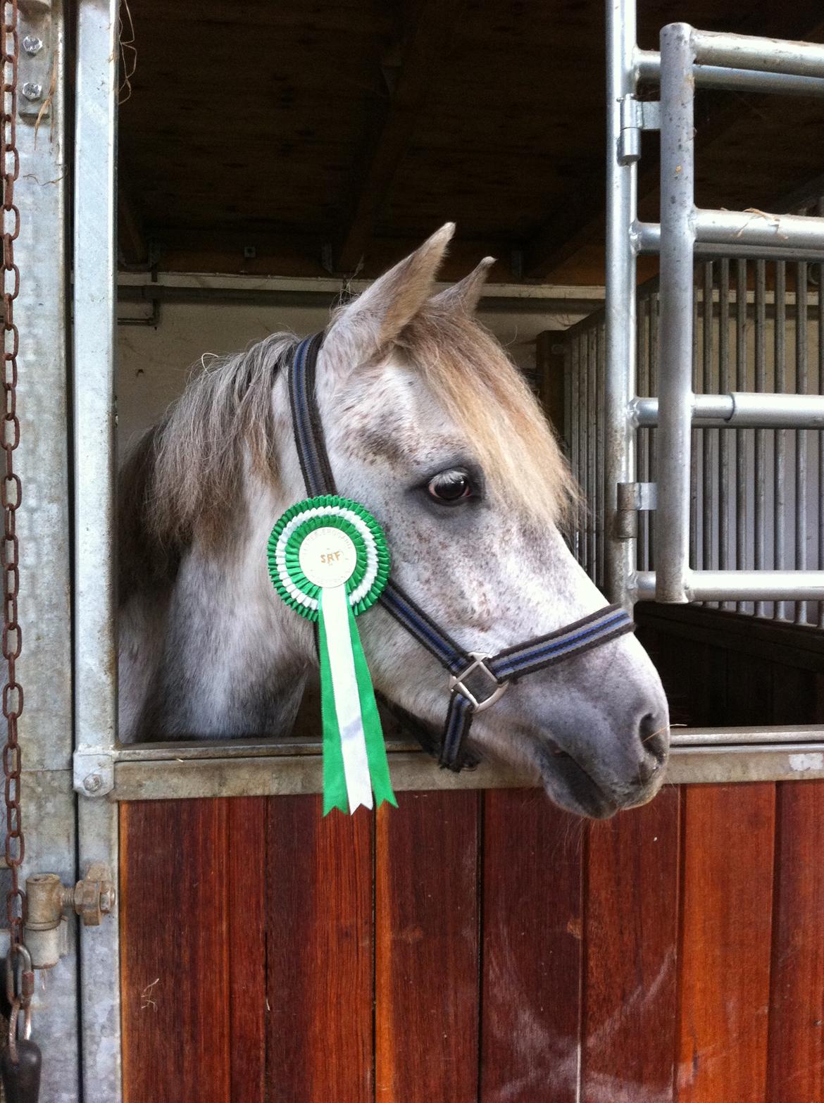 Anden særlig race Kløvermark's Rafall - dygtig pony<3 billede 1