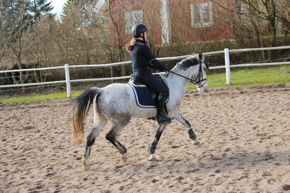 Anden særlig race Armani - B-pony - Dine drømme er først håbløse, den dag du stopper med at kæmpe for dem! billede 2