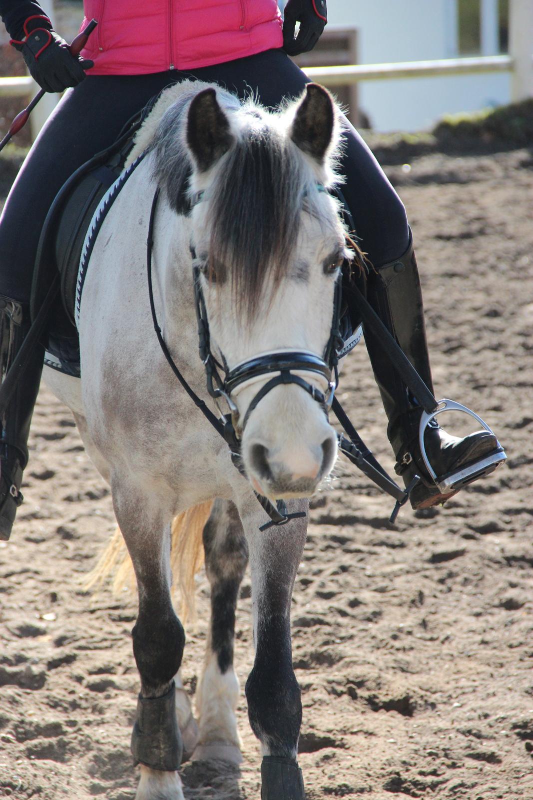 Anden særlig race Armani - B-pony billede 18