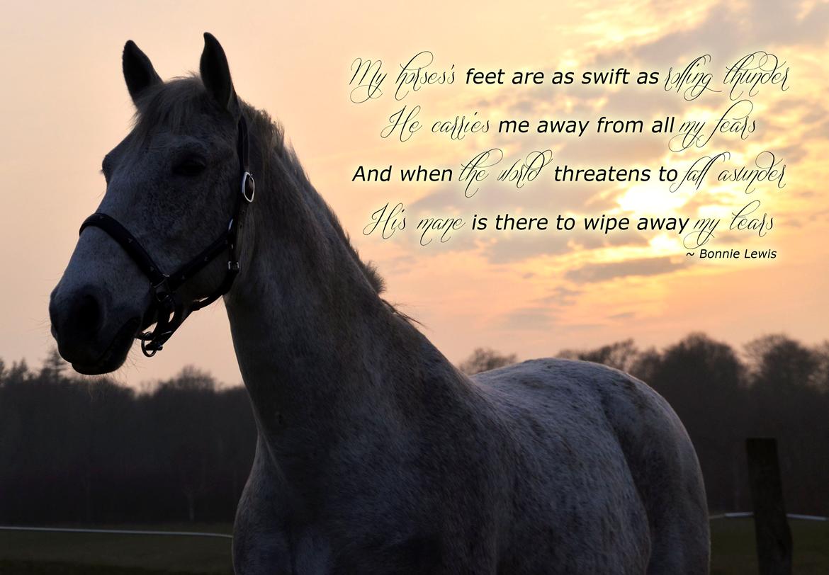 Lipizzaner Novell - My horse's feet are as swift as rolling thunder
. He carries me away from all my fears. 
And when the world threatens to fall asunder
. His mane is there to wipe away my tears billede 1