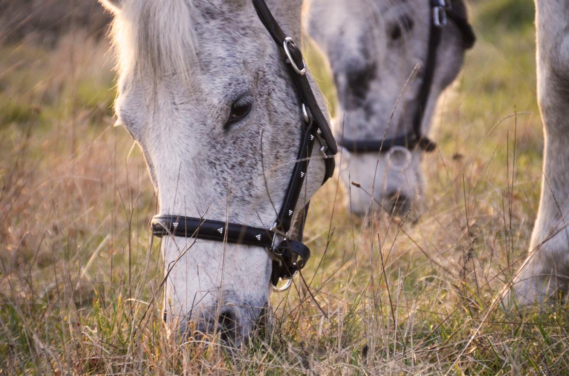 Lipizzaner Novell - I bless the hoss from hoof to head - 
From head to hoof, and tale to mane! - 
I bless the hoss, as I have said,
 From head to hoof, and back again! billede 3