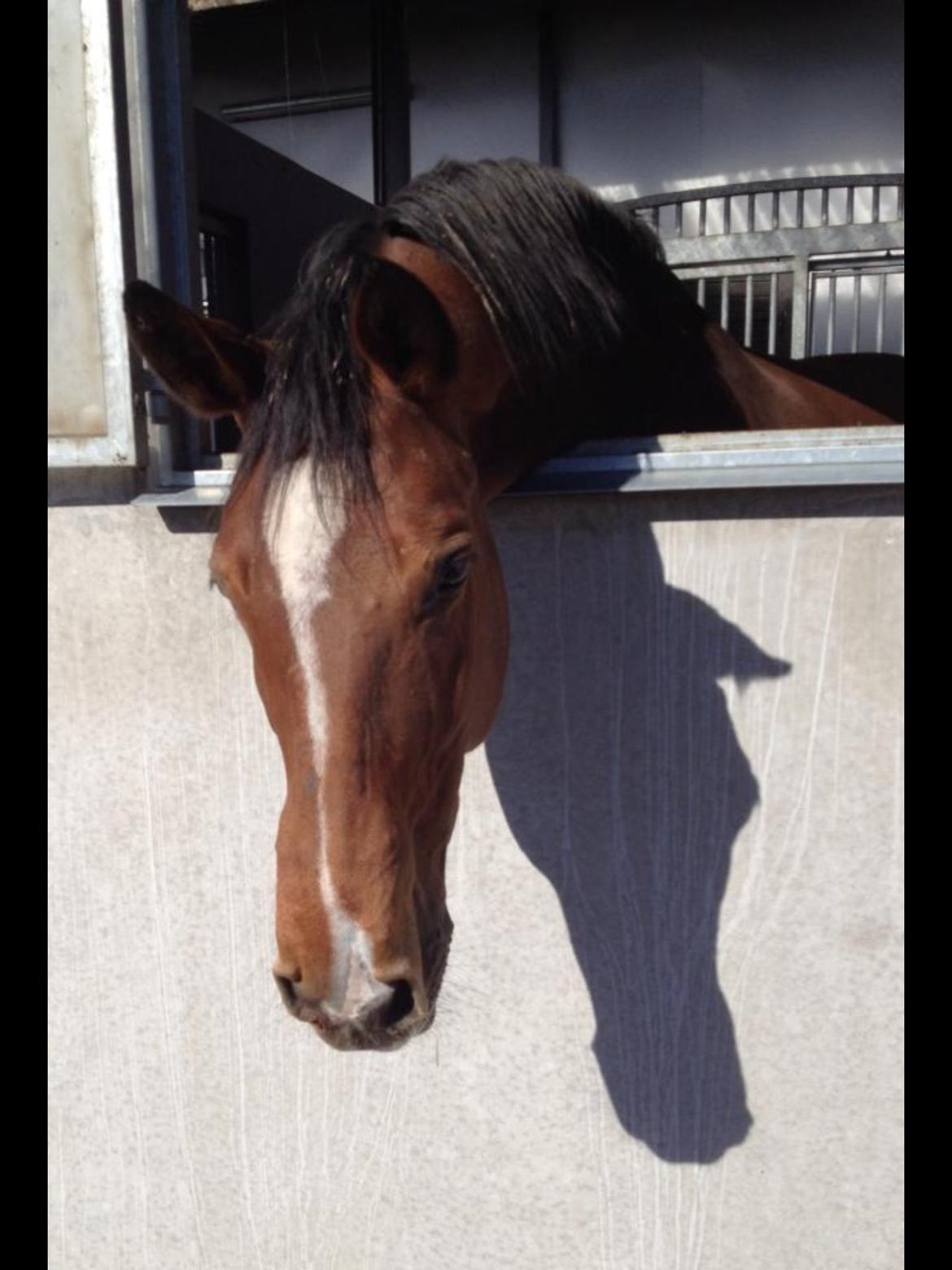 Dansk Varmblod Egely´s Fanny billede 10