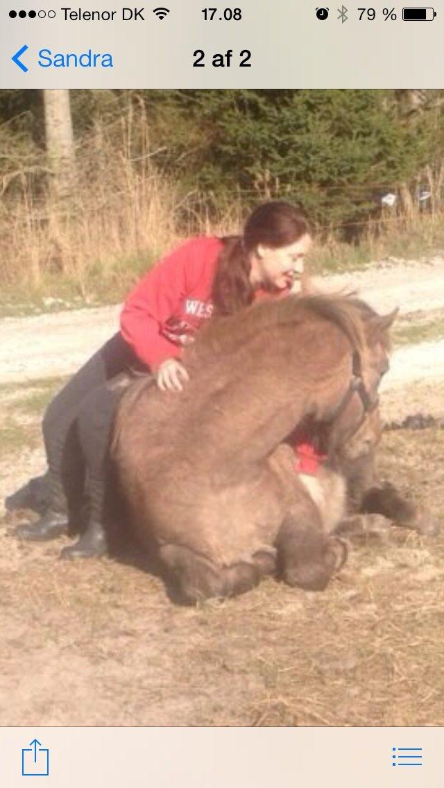 Anden særlig race Garcia Fox pox solgt billede 27