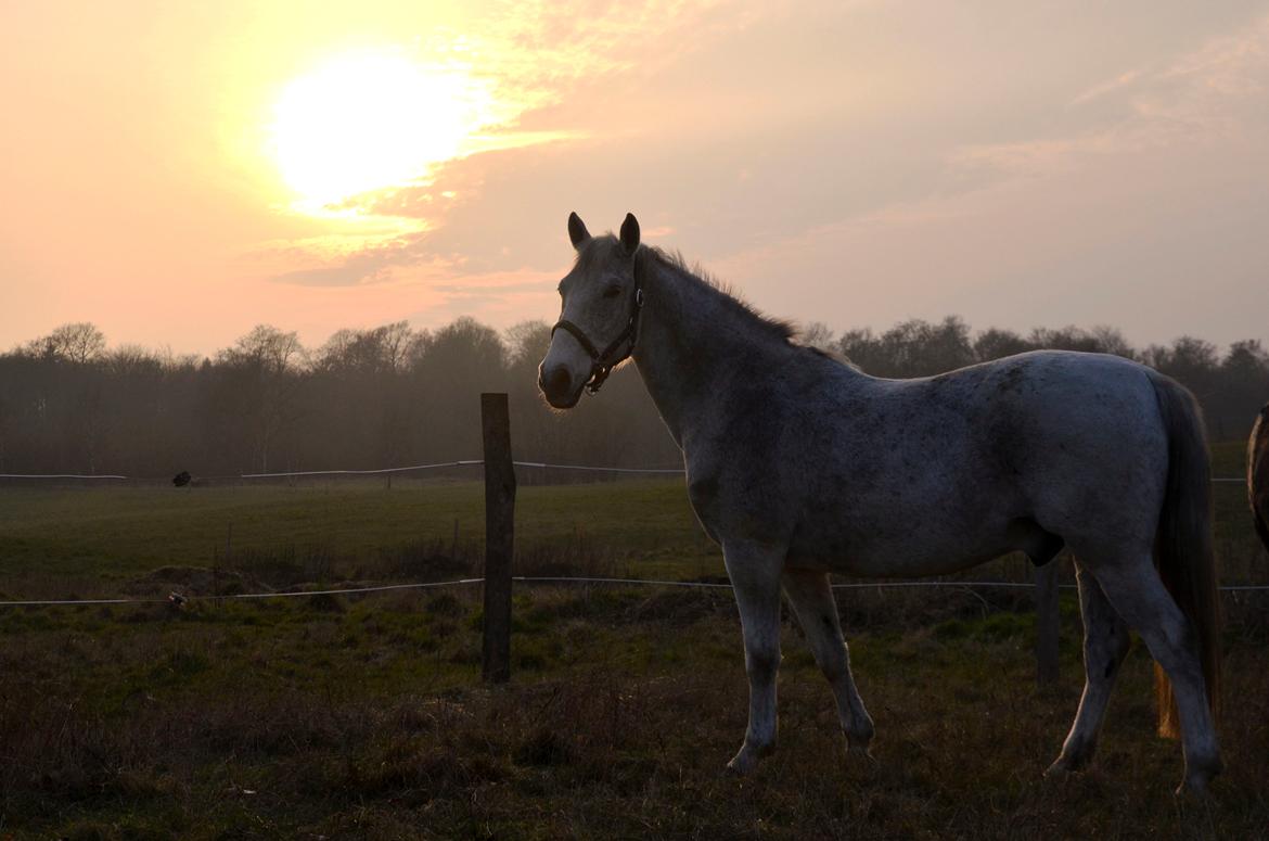 Lipizzaner Novell - A dog may be man's best friend, but the horse wrote history billede 4