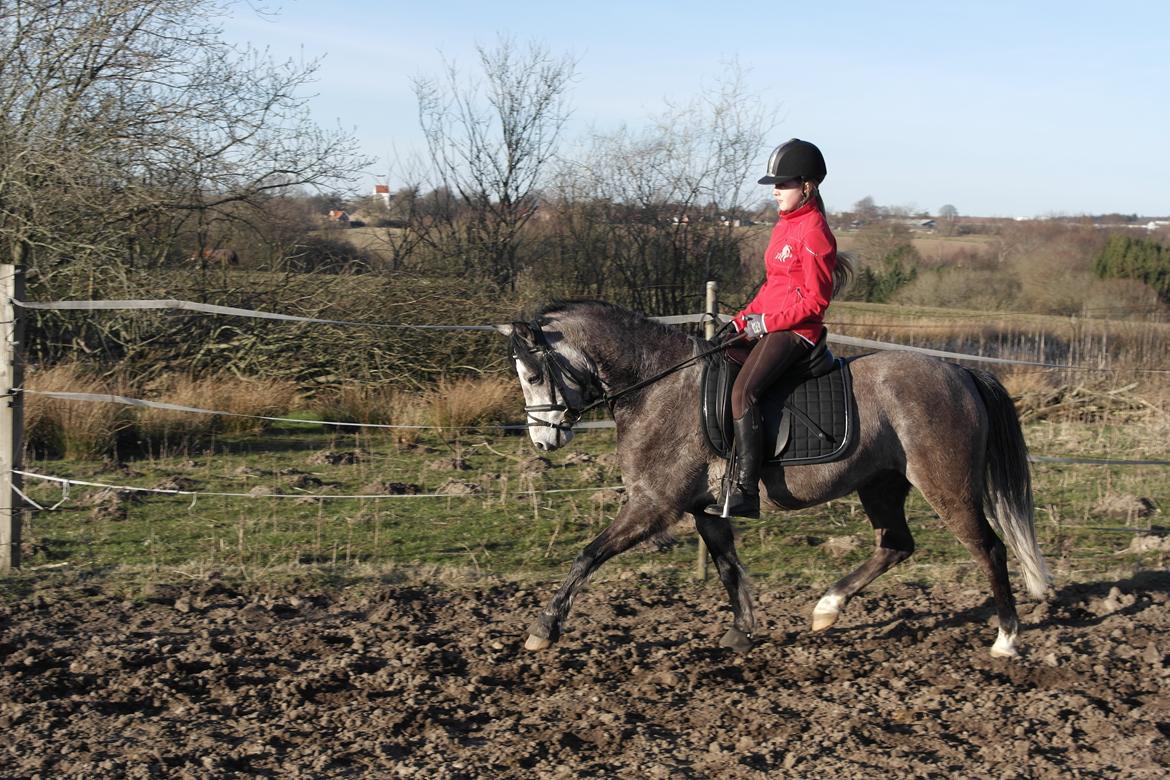 Welsh Pony (sec B) Kirkelodgaard's Milan billede 4