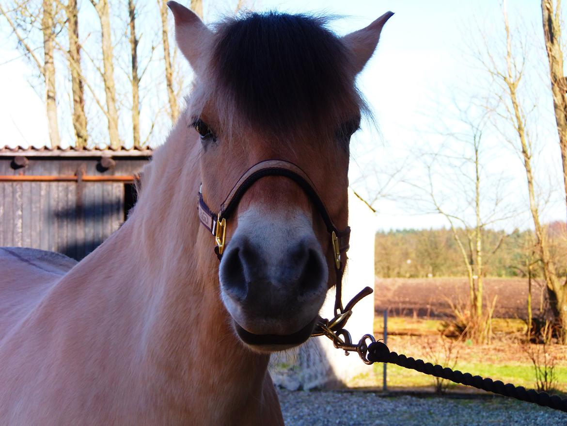 Fjordhest Tango!&lt;3 - Min dejlige Skat!&lt;3 billede 4