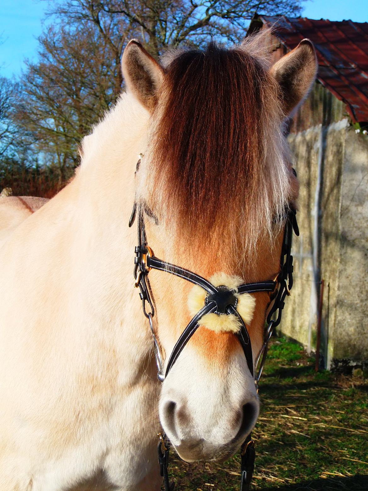 Fjordhest Tango!&lt;3 - Flot dreng!:-* billede 8