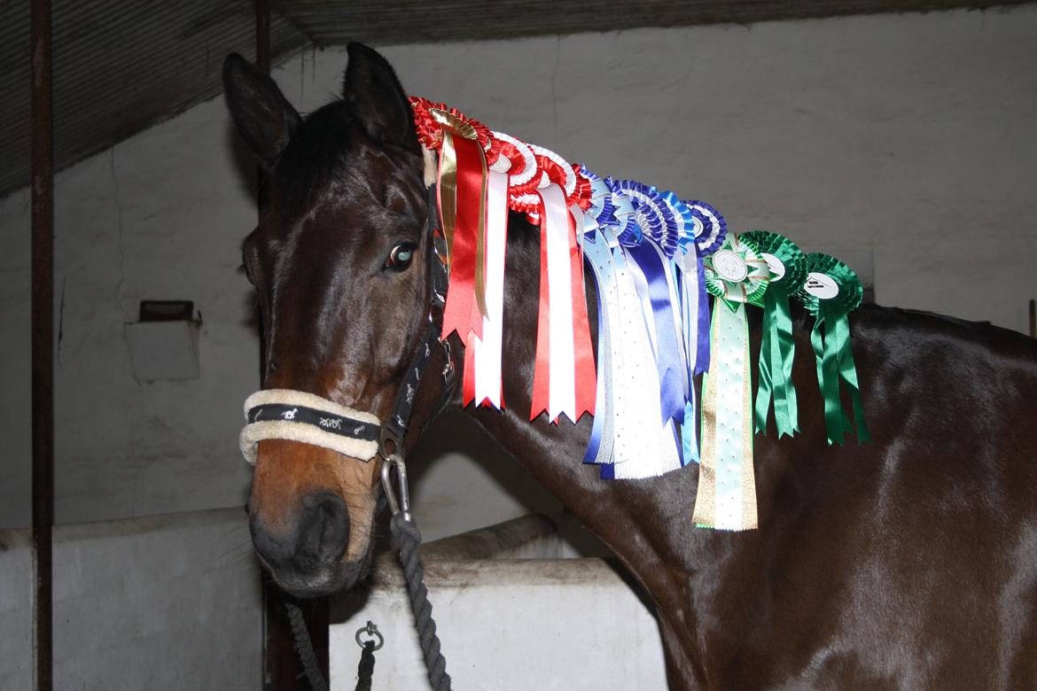 Dansk Varmblod Risvangs Ducati - Ducati med de rosetter han vandt som 4 års billede 3