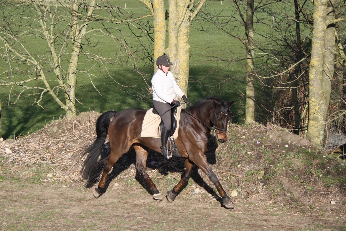 Dansk Varmblod Risvangs Ducati billede 4