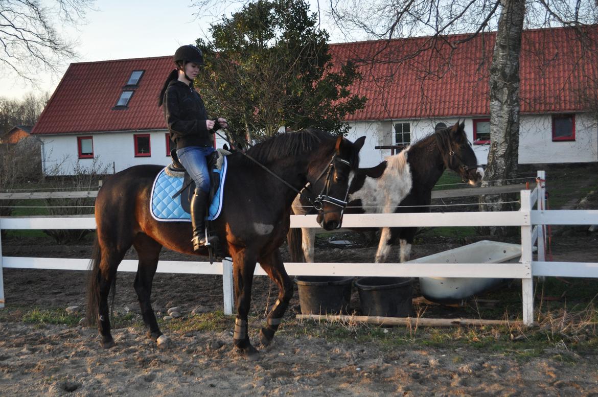 Oldenborg Englals Dior <3 [Baby Hesten] billede 21