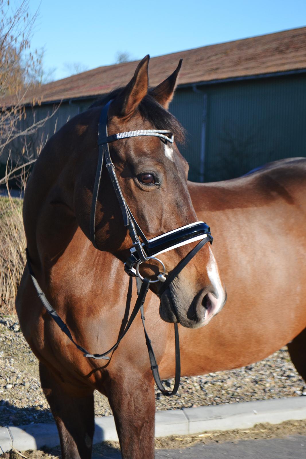 Fuldblod (XX) Fly - Min prins<3 billede 2