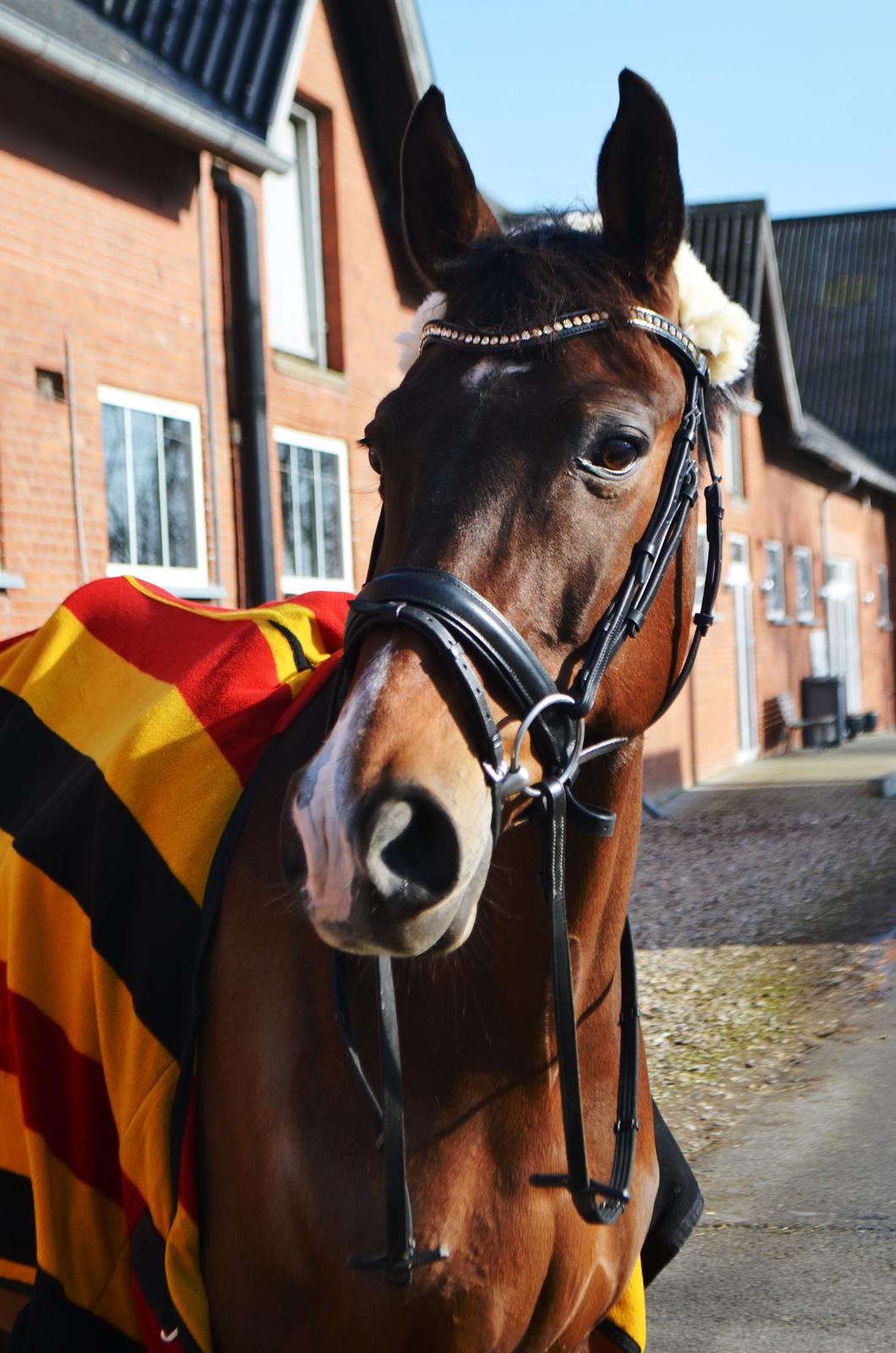 Fuldblod (XX) Fly - Min prins<3 billede 3