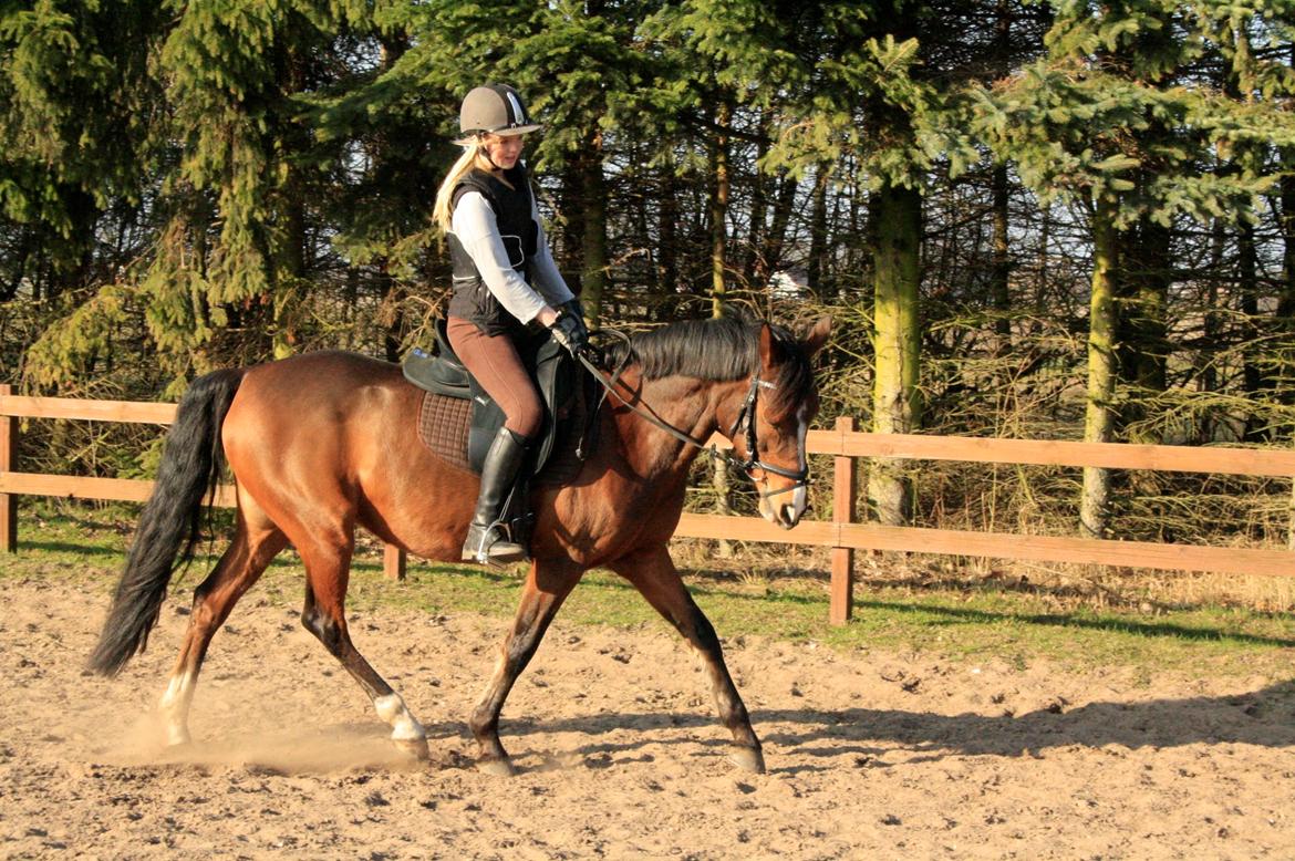 Tysk Sportspony Dorina billede 2