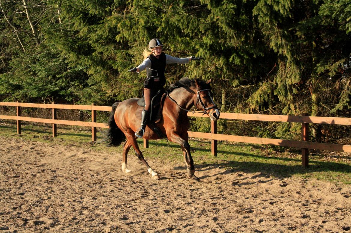 Tysk Sportspony Dorina billede 9