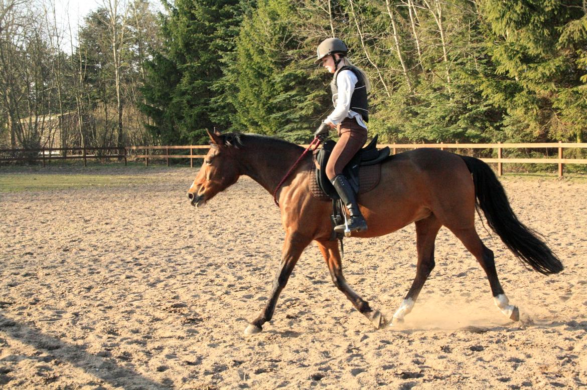 Tysk Sportspony Dorina billede 17