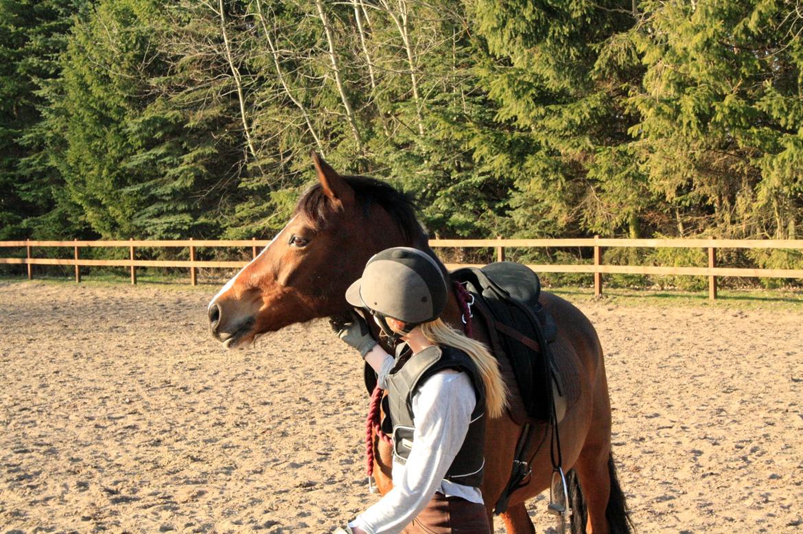 Tysk Sportspony Dorina billede 12