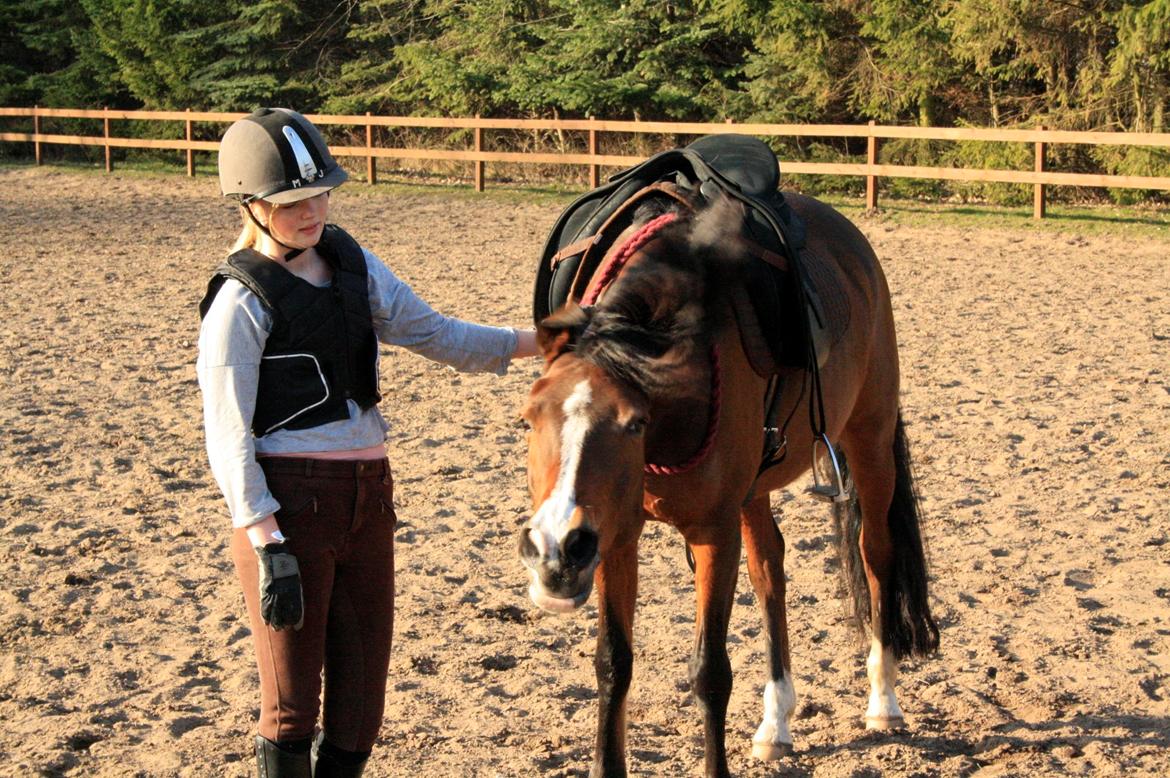 Tysk Sportspony Dorina billede 4