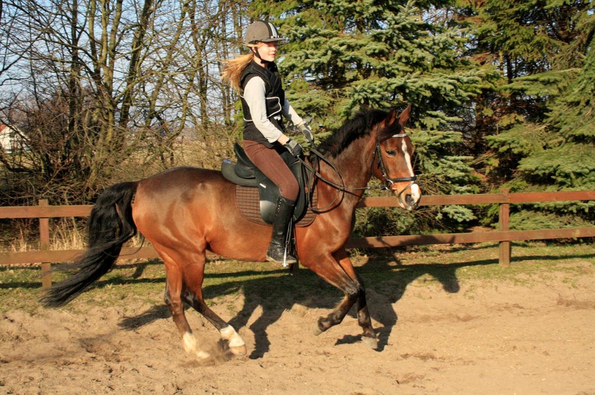 Tysk Sportspony Dorina billede 18