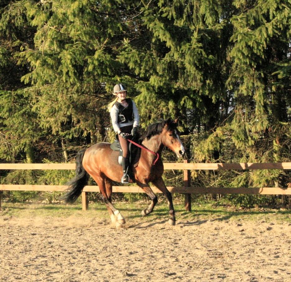 Tysk Sportspony Dorina billede 15