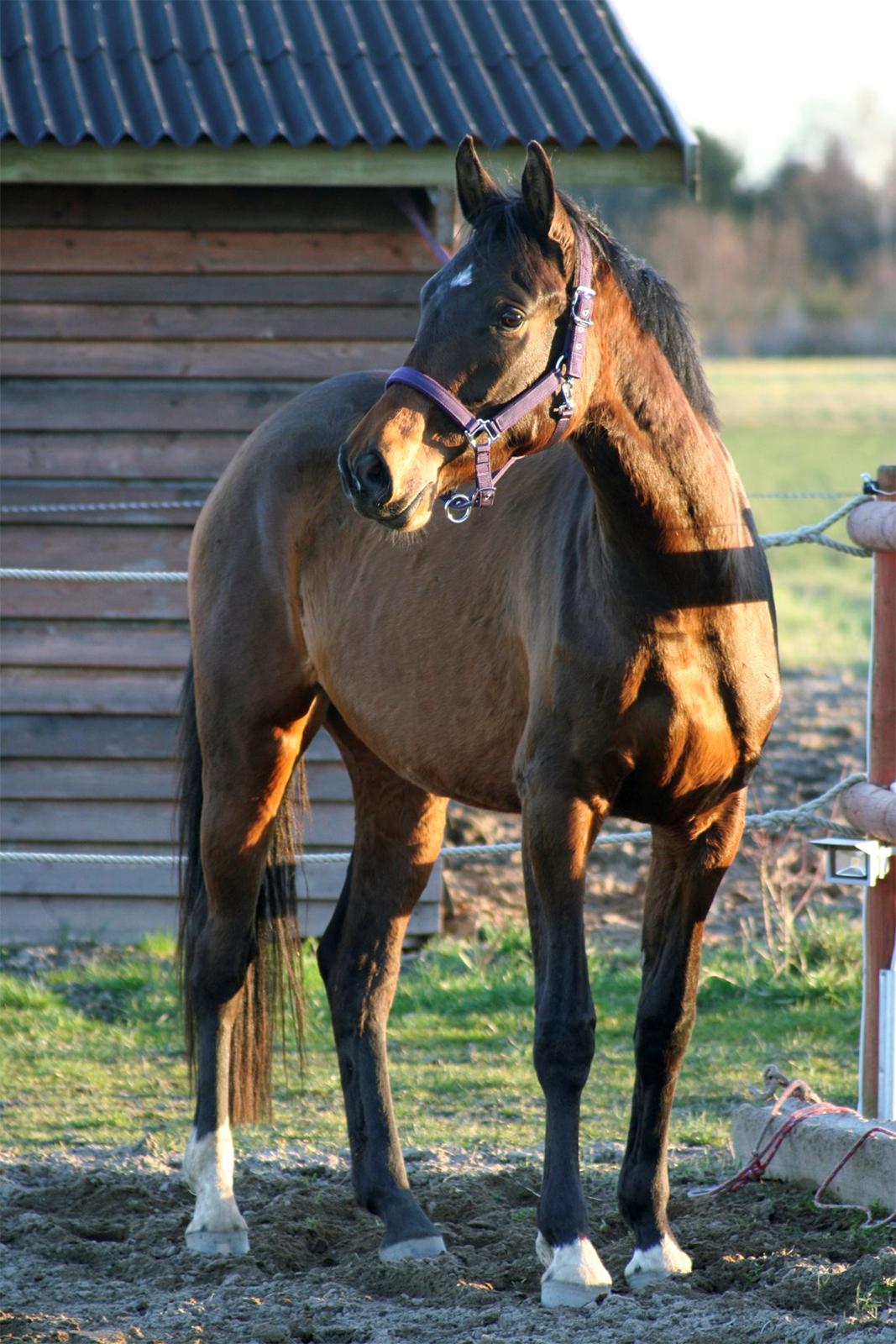 Dansk Varmblod Que Kimer billede 3